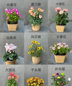 家里阳光不足怎么养花，选对植物种类，掌握养护技巧