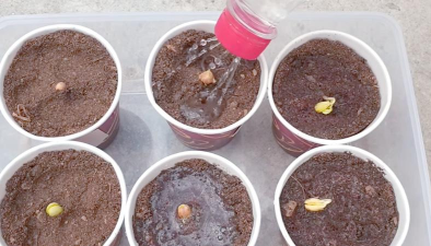 小众送妈妈的花有哪些花