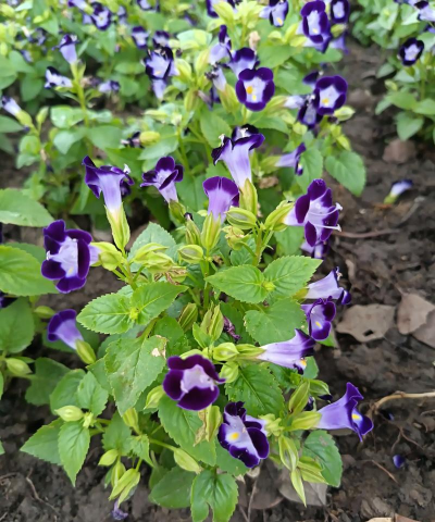 家里阳光不足怎么养花，选对植物种类，掌握养护技巧