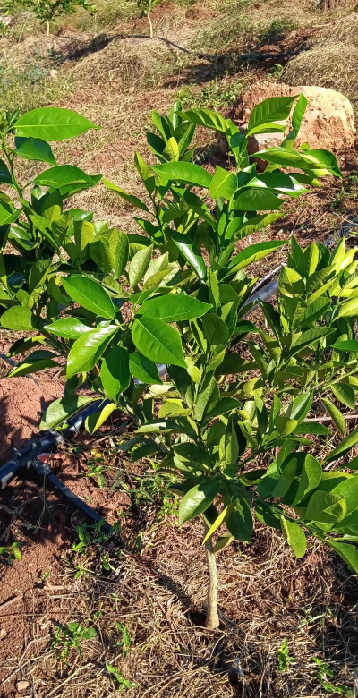 家里阳光不足怎么养花，选对植物种类，掌握养护技巧