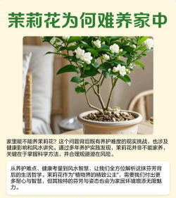 家里阳光不足怎么养花，选对植物种类，掌握养护技巧
