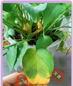 家里阳光不足怎么养花，选对植物种类，掌握养护技巧