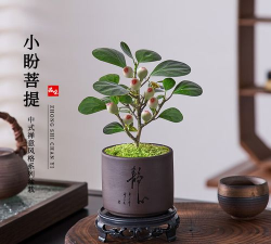 家里阳光不足怎么养花，选对植物种类，掌握养护技巧