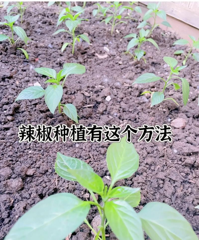 家里阳光不足怎么养花，选对植物种类，掌握养护技巧