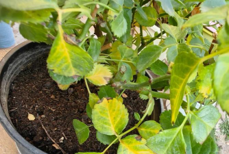 家里阳光不足怎么养花，选对植物种类，掌握养护技巧