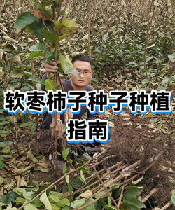 家里阳光不足怎么养花，选对植物种类，掌握养护技巧