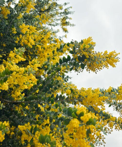 家里阳光不足怎么养花，选对植物种类，掌握养护技巧