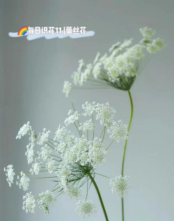 家里阳光不足怎么养花，选对植物种类，掌握养护技巧