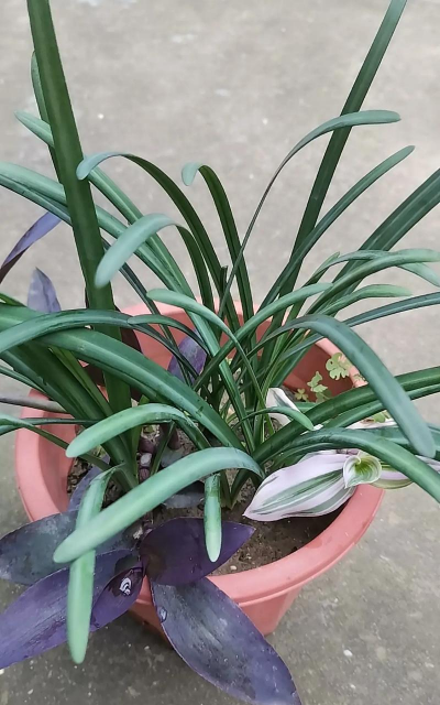 家里阳光不足怎么养花，选对植物种类，掌握养护技巧