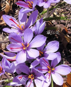 家里阳光不足怎么养花，选对植物种类，掌握养护技巧