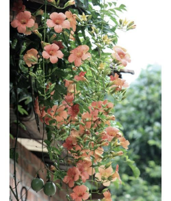 家里阳光不足怎么养花，选对植物种类，掌握养护技巧