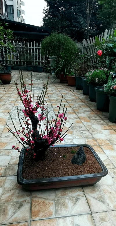 家里阳光不足怎么养花，选对植物种类，掌握养护技巧