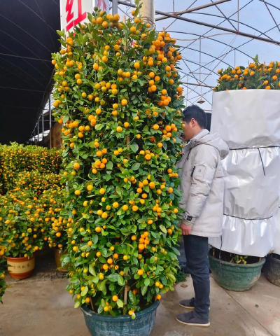 家里阳光不足怎么养花，选对植物种类，掌握养护技巧