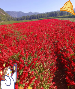 家里阳光不足怎么养花，选对植物种类，掌握养护技巧