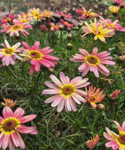 家里阳光不足怎么养花，选对植物种类，掌握养护技巧