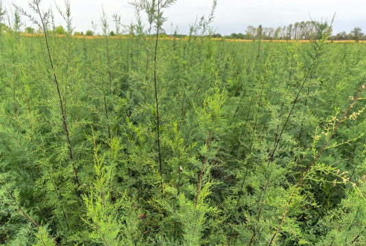 家里阳光不足怎么养花，选对植物种类，掌握养护技巧