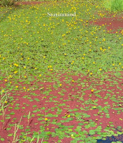 家里阳光不足怎么养花，选对植物种类，掌握养护技巧