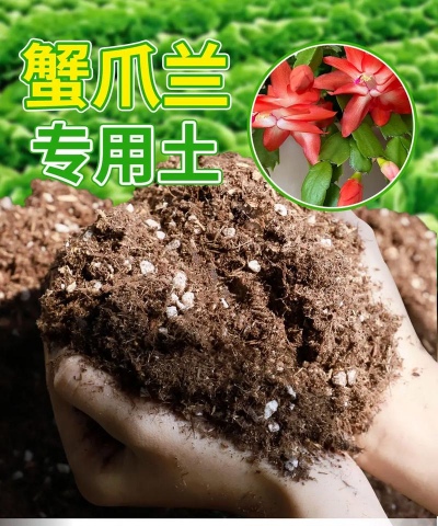 家里阳光不足怎么养花，选对植物种类，掌握养护技巧