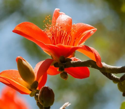 家里阳光不足怎么养花，选对植物种类，掌握养护技巧