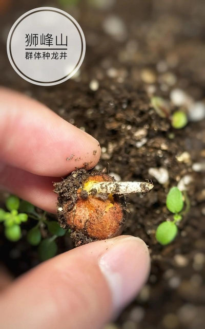 家里阳光不足怎么养花，选对植物种类，掌握养护技巧