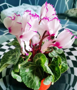 家里阳光不足怎么养花，选对植物种类，掌握养护技巧