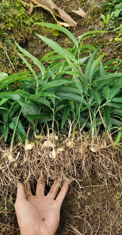 家里阳光不足怎么养花，选对植物种类，掌握养护技巧