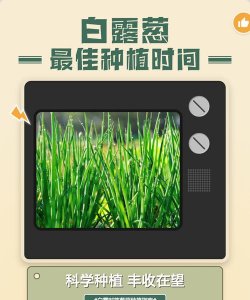 家里阳光不足怎么养花，选对植物种类，掌握养护技巧