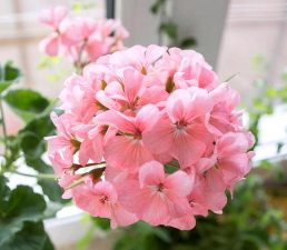 北窗台养的花有哪些花 北窗台养的花有哪些花