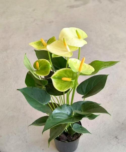 家里阳光不足怎么养花，选对植物种类，掌握养护技巧