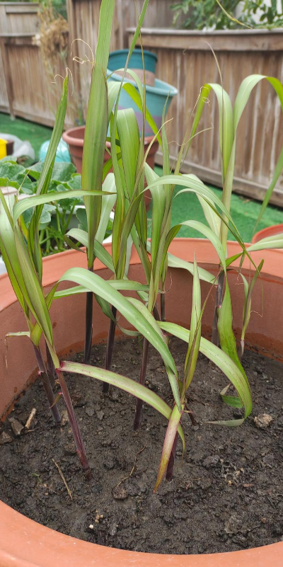 花盆怎么种植甘蔗 花盆怎么种植甘蔗