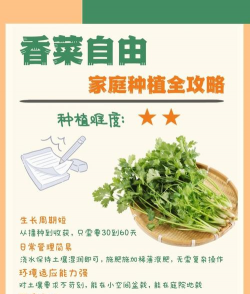 家里阳光不足怎么养花，选对植物种类，掌握养护技巧