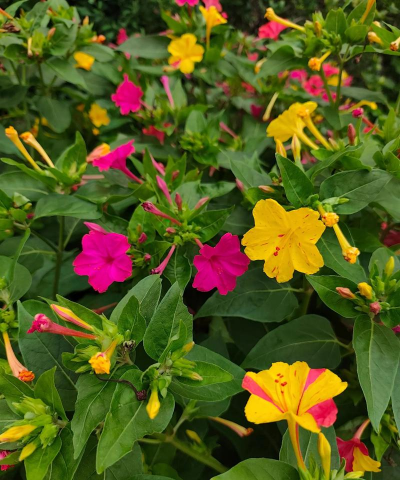 家里阳光不足怎么养花，选对植物种类，掌握养护技巧