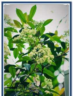 家里阳光不足怎么养花，选对植物种类，掌握养护技巧