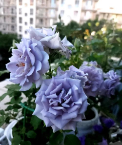 家里阳光不足怎么养花，选对植物种类，掌握养护技巧