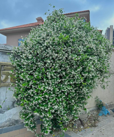 家里阳光不足怎么养花，选对植物种类，掌握养护技巧