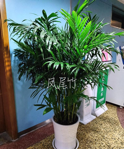 家里阳光不足怎么养花，选对植物种类，掌握养护技巧