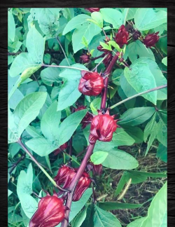 家里阳光不足怎么养花，选对植物种类，掌握养护技巧