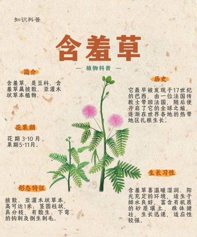 家里阳光不足怎么养花，选对植物种类，掌握养护技巧