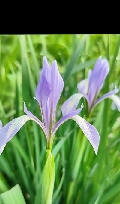 家里阳光不足怎么养花，选对植物种类，掌握养护技巧