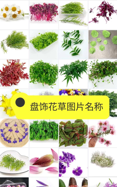 家里阳光不足怎么养花，选对植物种类，掌握养护技巧