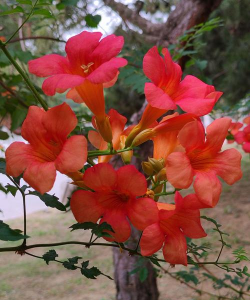 家里阳光不足怎么养花，选对植物种类，掌握养护技巧