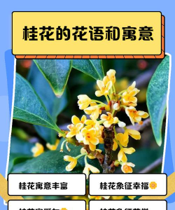 家里阳光不足怎么养花，选对植物种类，掌握养护技巧