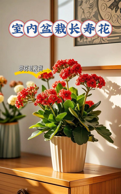 家里阳光不足怎么养花，选对植物种类，掌握养护技巧