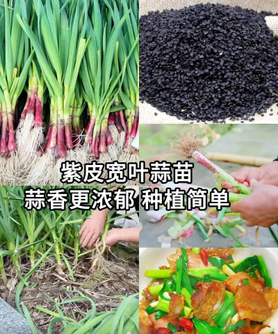 家里阳光不足怎么养花，选对植物种类，掌握养护技巧