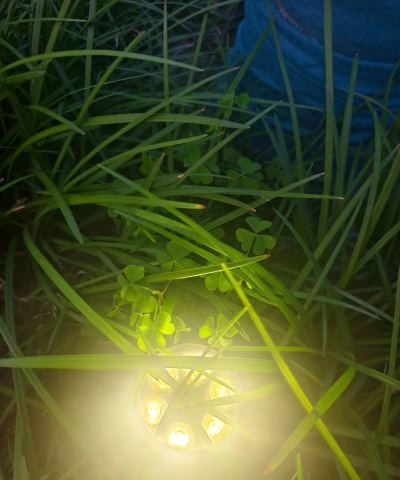 家里阳光不足怎么养花，选对植物种类，掌握养护技巧