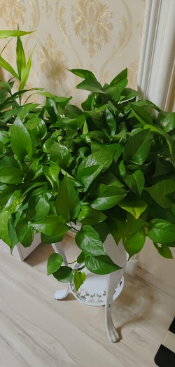 家里阳光不足怎么养花，选对植物种类，掌握养护技巧