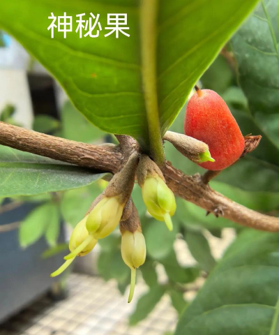 家里阳光不足怎么养花，选对植物种类，掌握养护技巧