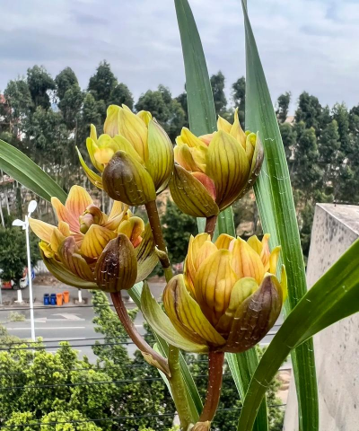 家里阳光不足怎么养花，选对植物种类，掌握养护技巧