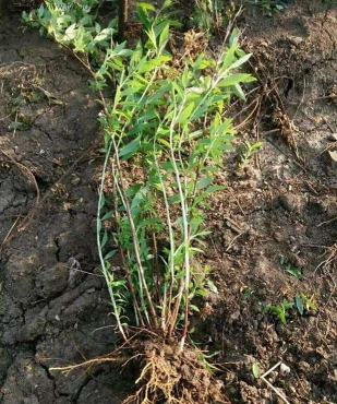 东北连翘和连翘的区别