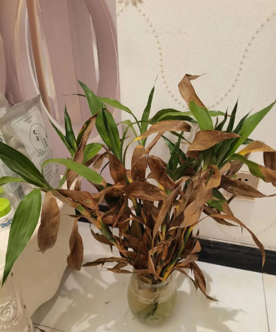 家里阳光不足怎么养花，选对植物种类，掌握养护技巧